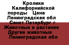 Кролики Калифорнийской породы › Цена ­ 500 - Ленинградская обл., Санкт-Петербург г. Животные и растения » Другие животные   . Ленинградская обл.